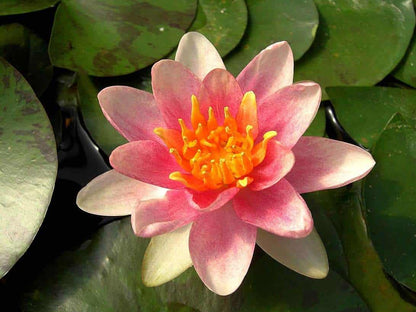 Aurora water lily - pond plants - MW04