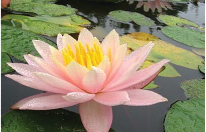 Barbara Dobbins water lily - pond plants - LW03