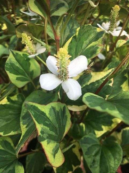 Houttuynia cordata 'Boo Boo' - MP043 Packs