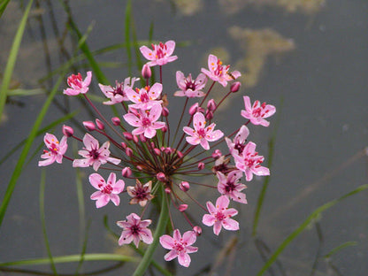 Lincolnshire Pond Plants Native Marginal 8 Pack Potted - NP802