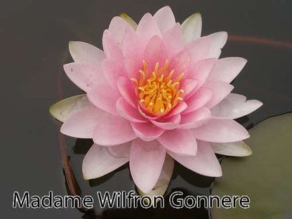 Madame Wilfon Gonnere water lily - pond plants - LW14