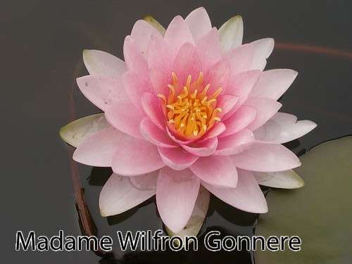 Madame Wilfon Gonnere water lily - pond plants - LW14