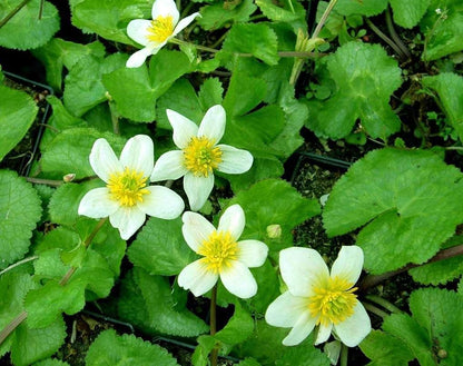 Caltha palustris alba (White marigold) - Marginal Pond Plants - MP015