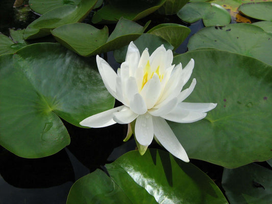 Caroliniana Nivea water lily - pond plants - MW05