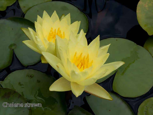 Chalene Straw water lily - pond plants water lilies aquatic plants