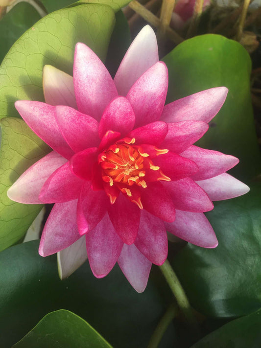 Charles de Meurville water lily - pond plants - VLW03