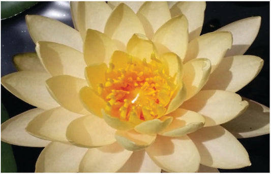 Clyde Ikins water lily - pond plants - LW06