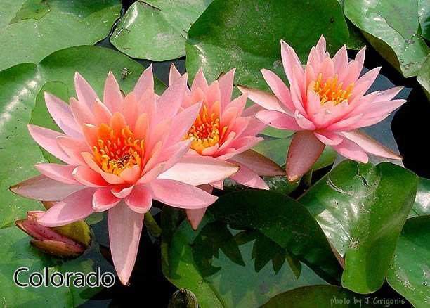 Colorado water lily - pond plants - SW01