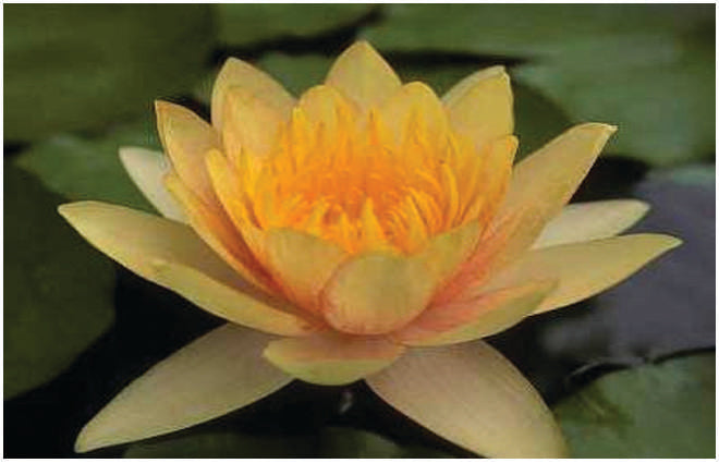 Comanche water lily - pond plants - SW02