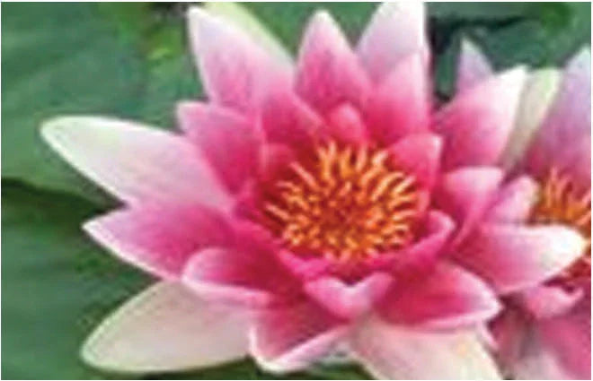 Conqueror water lily - pond plants - LW07