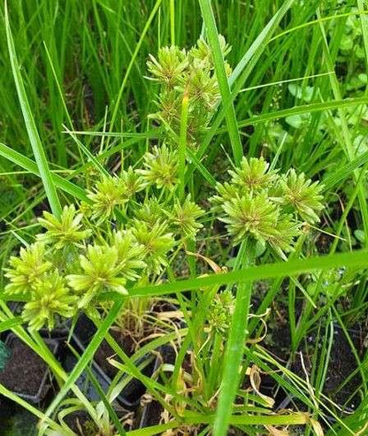 Cyperus alternifolius 'Involucratus' (Umbrella palm) - Marginal Pond Plants  - MP029