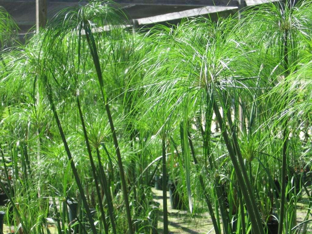 Cyperus papyrus (Egyptian paper rush) - Marginal Pond Plants - BP030