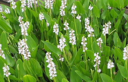 Pontederia cordata ‘Alba’ (White pickerel weed) - Marginal Pond Plants - MP093
