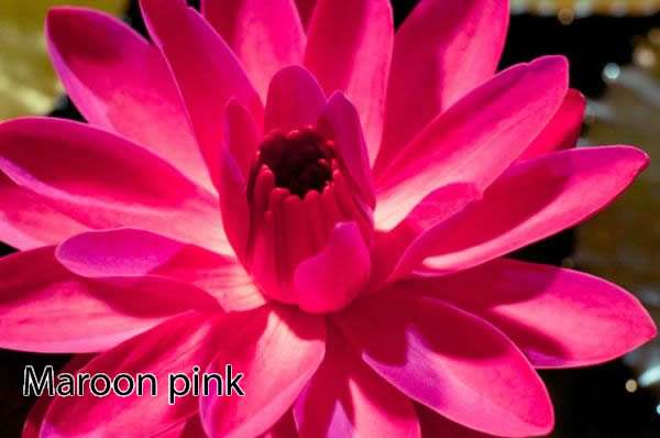 Maroon Pink water lily - pond plants water lilies aquatic plants - tropical Lilly