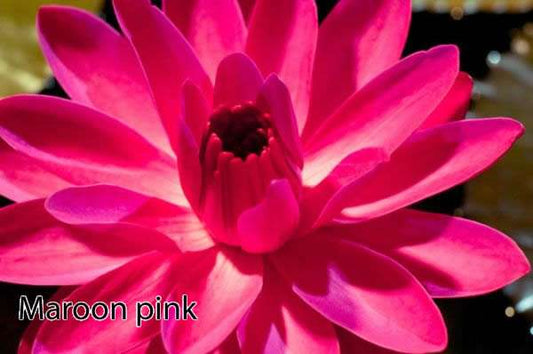 Maroon Pink water lily - pond plants water lilies aquatic plants - tropical Lilly