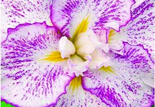 Iris Ensata "Freckled Geisha" - Marginal Pond Plants - BP058