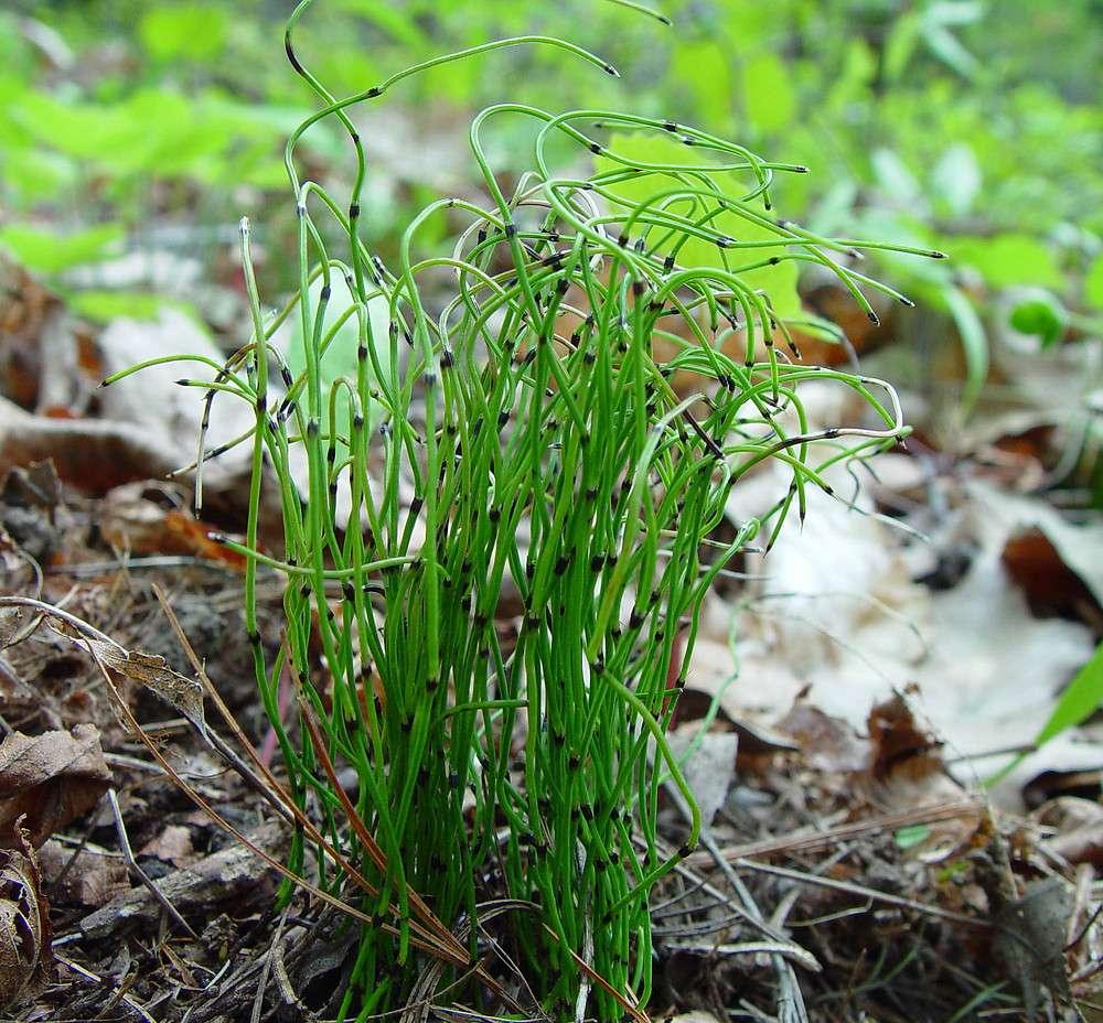 Equisetum scirpoides (Bushy horsetail) - Marginal Pond Plants - MP037