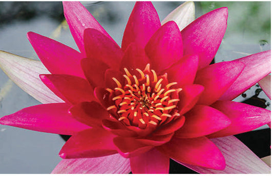 Escarboucle water lily - pond plants - VLW04