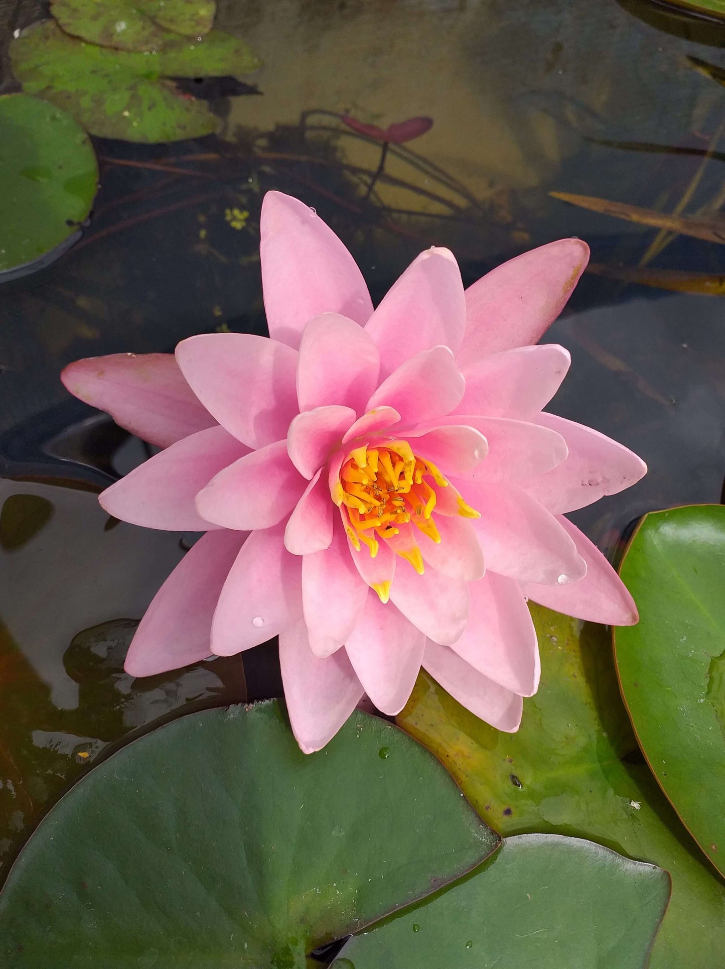 Fabiola water lily - pond plants - MW06