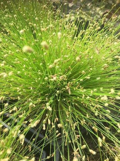 Scirpus cernuus (Fibre optic plant) - Marginal Pond Plants  - Pond Plants - Water Plants - OX025