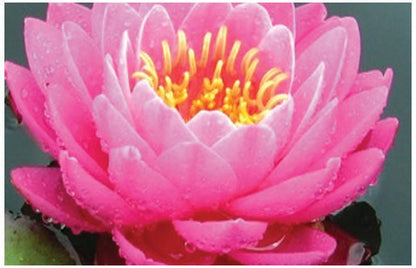 Fire Opal water lily - pond plants - LW08