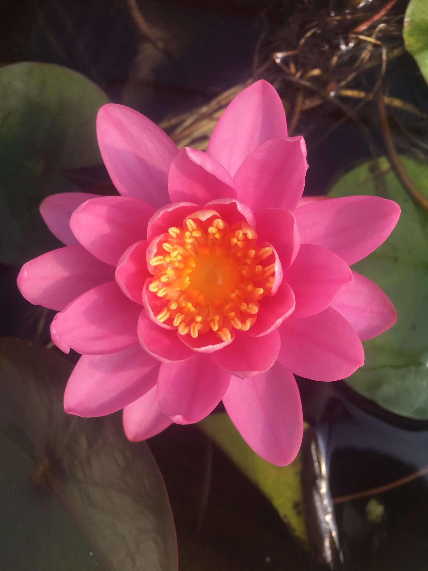 Firecrest water lily - pond plants - SW03