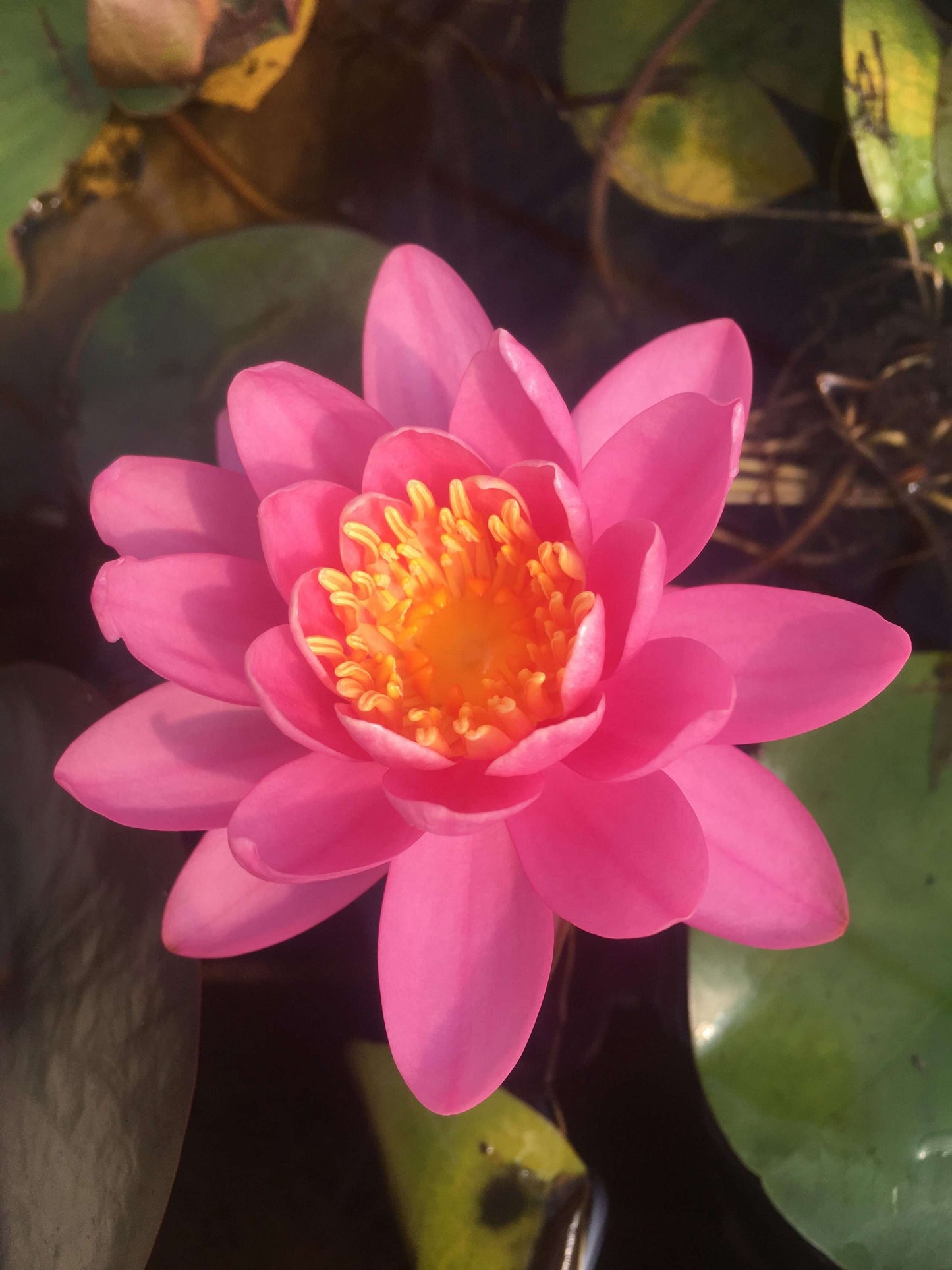 Firecrest water lily - pond plants - SW03