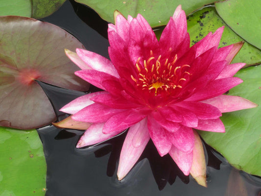 Flammea water lily - pond plants - MW07