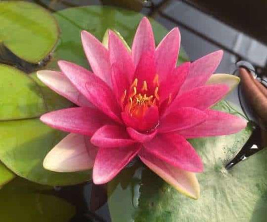 Formosa water lily - pond plants - MW08