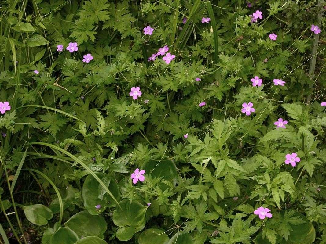 Geranium palustre - Marginal Pond Plants - BP042