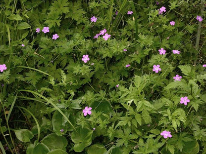 Geranium palustre - Marginal Pond Plants - BP042