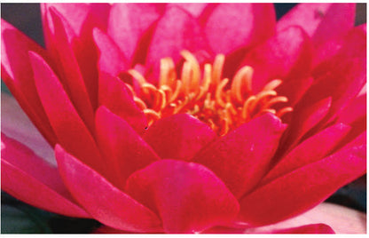 Gloriosa water lily - pond plants - LW09