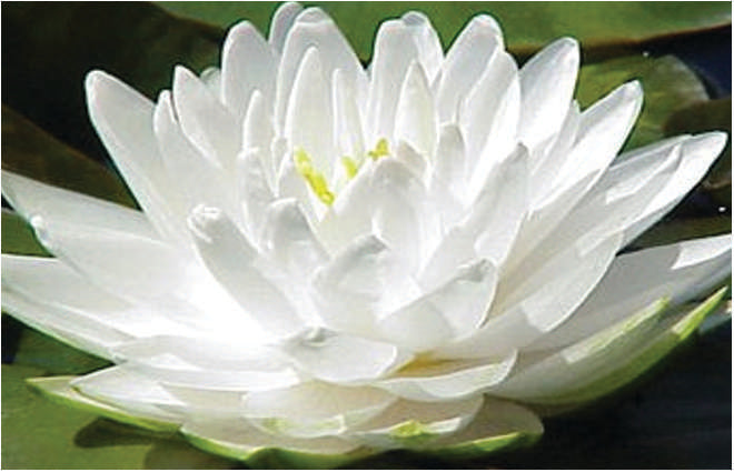 Gonnere - snowball water lily - pond plants - LW10