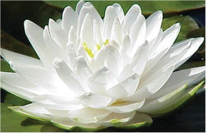 Gonnere - snowball water lily - pond plants - LW10