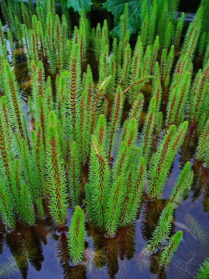 Hippuris vulgaris (Mare’s tail) - Marginal Pond Plants  - Pond Plants - Water Plants - OX008