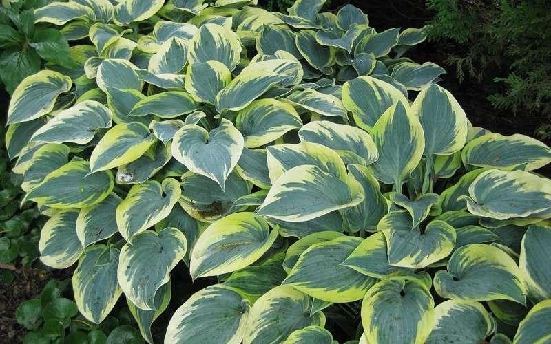 Hosta first frost - Marginal Pond Plants - BP046