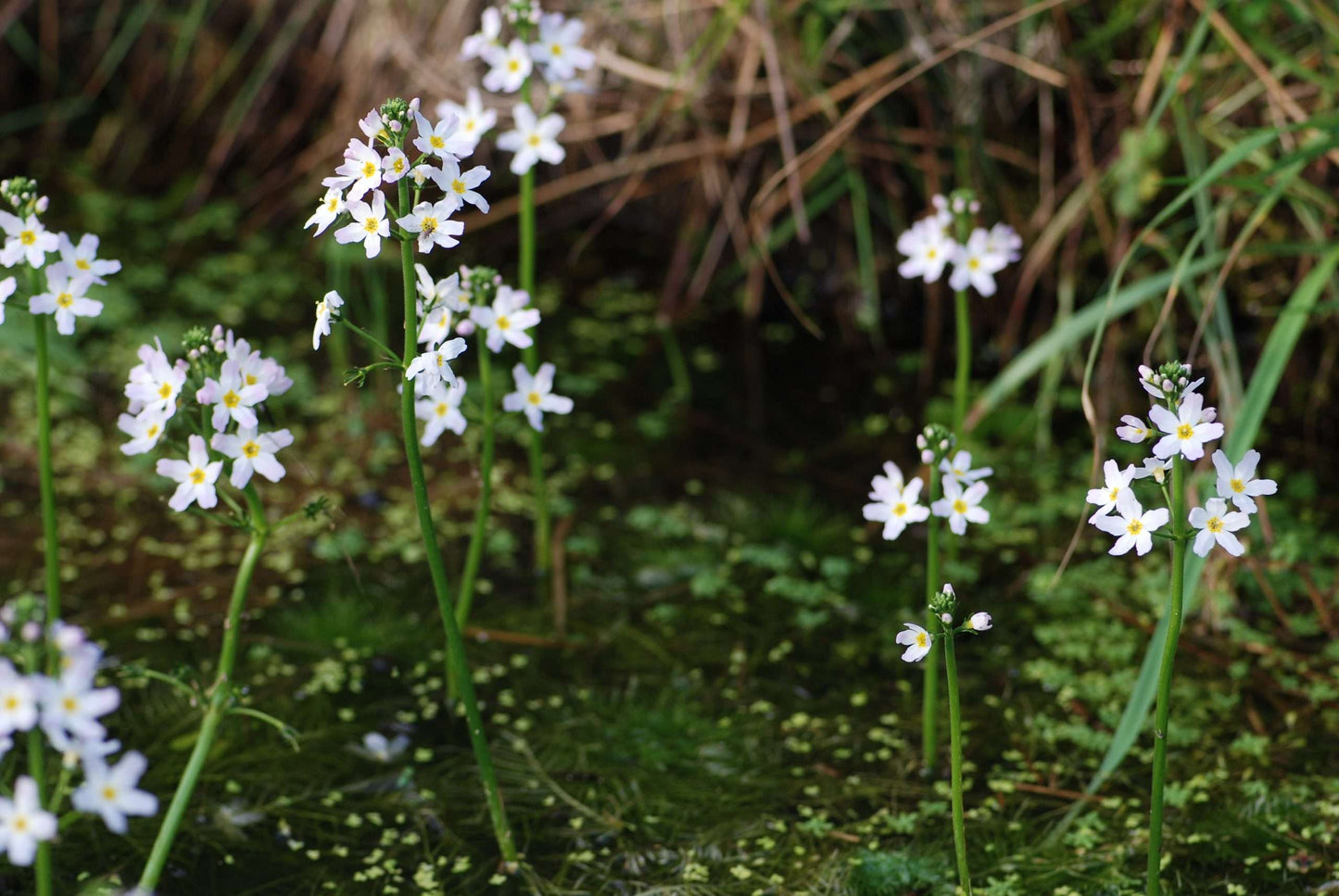 Hottonia Palustris - Marginal Pond Plants  - Pond Plants - Water Plants - OX009
