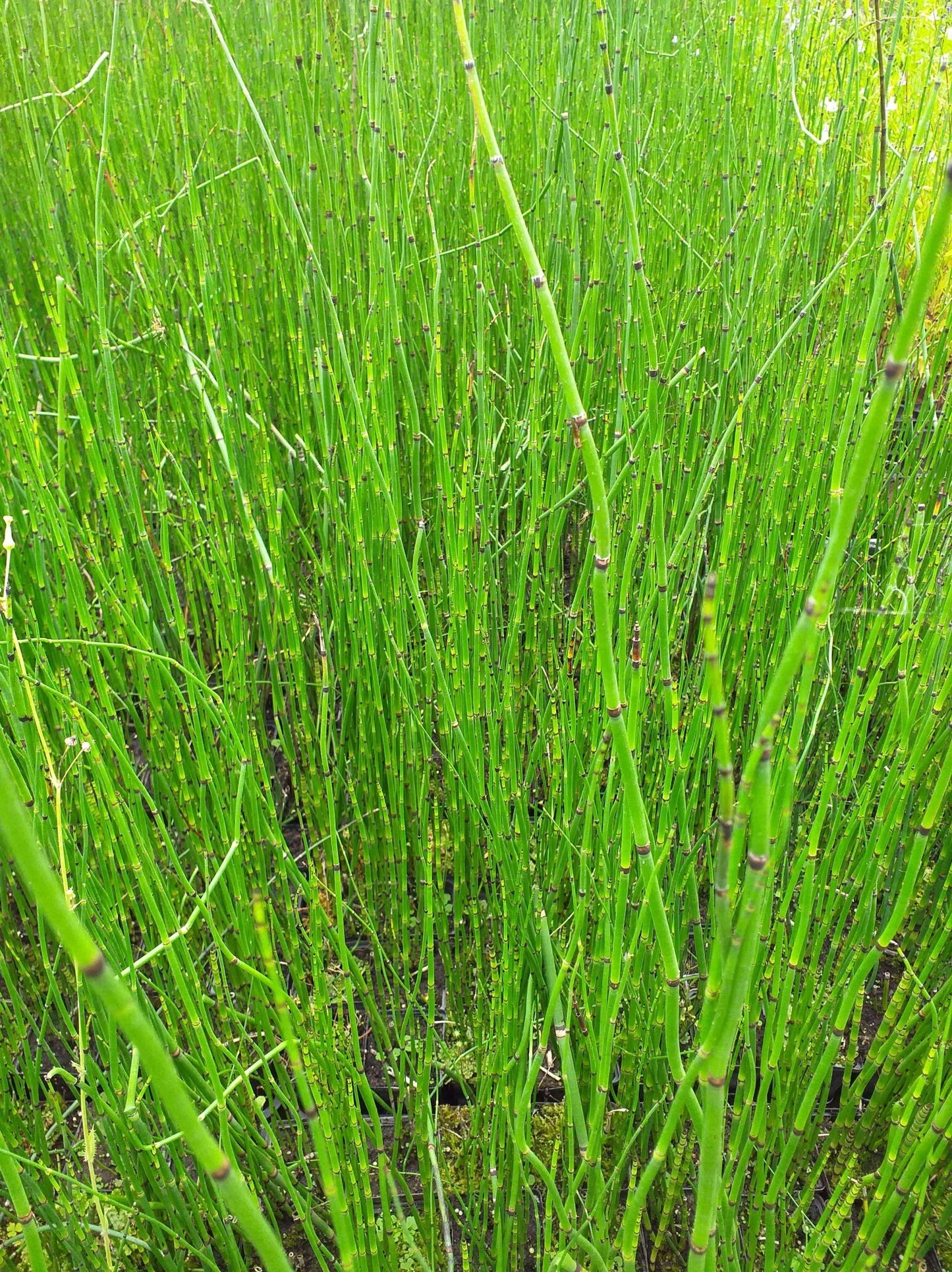 Equisetum hyemale (Dutch rush) - Marginal Pond Plants - MP035