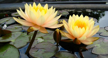 Inner Light water lily - pond plants - LW12
