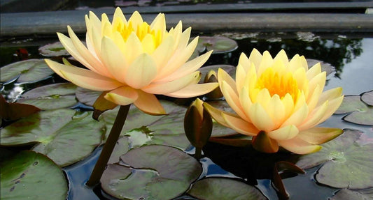 Inner Light water lily - pond plants - LW12