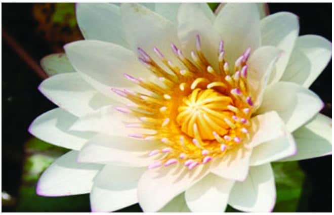 Innocence water lily - pond plants - VLW06