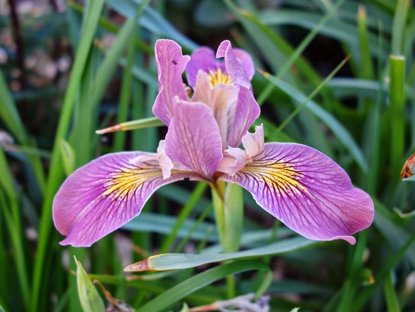 Iris Versicolor - Pacifica - Marginal Pond Plants - MP064