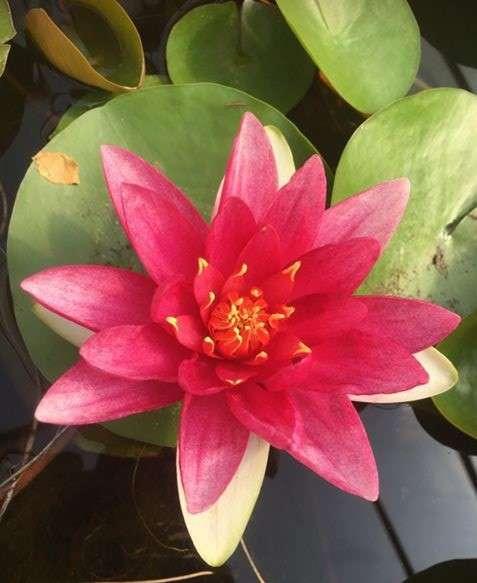 James Brydon water lily - pond plants - MW11