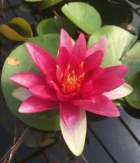James Brydon water lily - pond plants - MW11