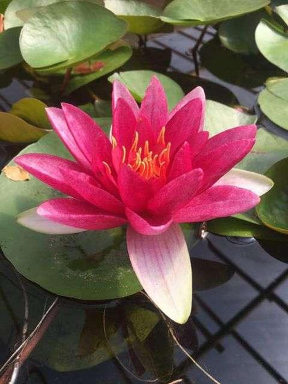 James Brydon water lily - pond plants - MW11