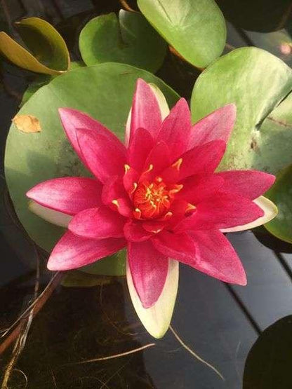James Brydon water lily - pond plants - MW11