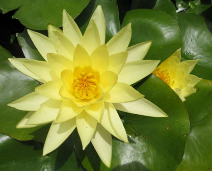 Joey Tomacik water lily - pond plants - SW04