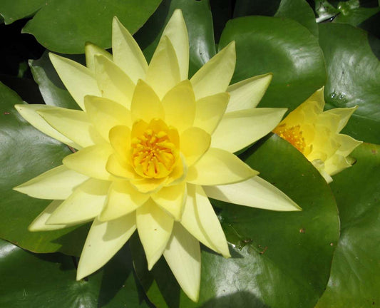 Joey Tomacik water lily - pond plants - SW04