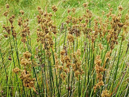 Juncus maritimus (Sea rush) - Marginal Pond Plants - MP067A