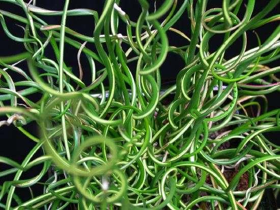 Juncus effusus var. spiralis (Corkscrew rush) - Marginal Pond Plants - MP065
